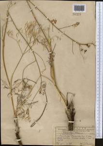 Галагания тонкорассеченная (Regel & Schmalh.) M. G. Vassiljeva & Pimenov, Средняя Азия и Казахстан, Западный Тянь-Шань и Каратау (M3) (Казахстан)