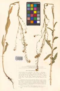 Неслия метельчатая (L.) Desv., Восточная Европа, Северо-Украинский район (E11) (Украина)