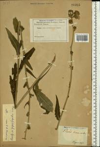 Picris hieracioides subsp. hieracioides, Восточная Европа, Центральный лесной район (E5) (Россия)