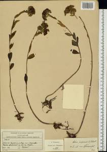 Очитник обыкновенный (L.) H.Ohba, Восточная Европа, Московская область и Москва (E4a) (Россия)