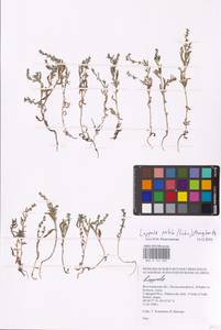 Липучка поникшая (Lehm.) Menyh., Средняя Азия и Казахстан, Прикаспийский Устюрт и Северное Приаралье (M8) (Казахстан)