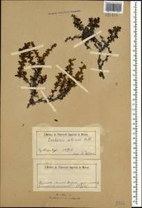 Барбарис сибирский Pall., Монголия (MONG) (Монголия)