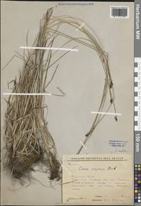 Осока средняя R.Br., Сибирь, Якутия (S5) (Россия)