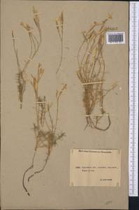 Гвоздика, Средняя Азия и Казахстан, Северный и Центральный Казахстан (M10) (Казахстан)