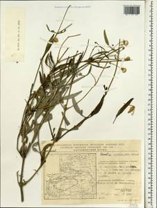 Clematis asplenifolia Schrenk ex Fisch. & C. A. Mey., Зарубежная Азия (ASIA) (КНР)