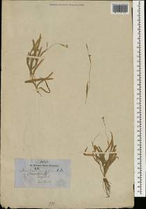 Murdannia nudiflora (L.) Brenan, Зарубежная Азия (ASIA) (Непал)