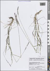 Пырейник длинноколосый (Turcz. ex Steud.) Tzvelev, Сибирь, Центральная Сибирь (S3) (Россия)