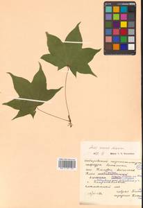 Клен моно, Клен мелколистный (Maxim.) H.Ohashi, Сибирь, Дальний Восток (S6) (Россия)