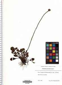 Globularia bisnagarica L., Восточная Европа, Средневолжский район (E8) (Россия)