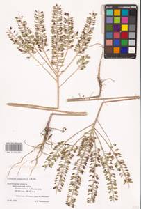 Клоповник полевой, Кресс полевой (L.) W.T.Aiton, Восточная Европа, Центральный лесостепной район (E6) (Россия)