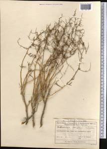 Полынь джунгарская Schrenk, Средняя Азия и Казахстан, Муюнкумы, Прибалхашье и Бетпак-Дала (M9) (Казахстан)