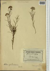 Spongotrichum glandulosum (Labill.) G. L. Nesom, Австралия и Океания (AUSTR) (Австралия)