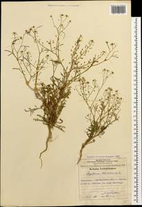 Клоповник пузырчатый L., Кавказ, Азербайджан (K6) (Азербайджан)