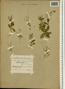 Sisymbrium pumilum Stephan, Зарубежная Азия (ASIA) (Иран)