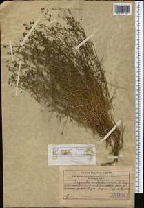 Asperula congesta Tschern., Средняя Азия и Казахстан, Западный Тянь-Шань и Каратау (M3) (Узбекистан)