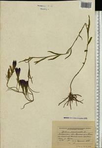 Горечавка легочная L., Восточная Европа, Западно-Украинский район (E13) (Украина)