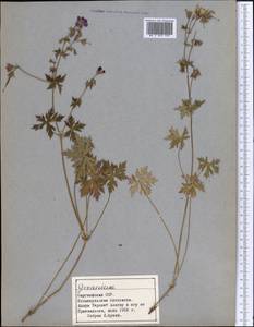 Герань, Средняя Азия и Казахстан, Северный и Центральный Тянь-Шань (M4) (Киргизия)