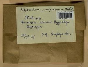 Polytrichum juniperinum Hedw., Гербарий мохообразных, Мхи - Карелия, Ленинградская и Мурманская области (B4) (Россия)