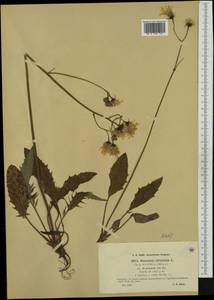 Hieracium glaucinum subsp. praecox (Sch. Bip.) O. Bolòs & Vigo, Западная Европа (EUR) (Германия)