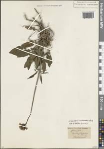 Валериана сердечниковая M.Bieb., Кавказ, Северная Осетия, Ингушетия и Чечня (K1c) (Россия)