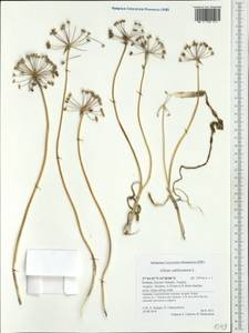 Allium subhirsutum L., Западная Европа (EUR) (Греция)