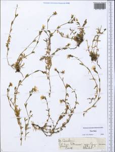 Ясколка, Средняя Азия и Казахстан, Северный и Центральный Тянь-Шань (M4) (Казахстан)