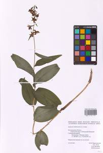 Дремлик широколистный, Дремлик чемерицевый (L.) Crantz, Восточная Европа, Центральный лесостепной район (E6) (Россия)