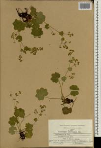 Манжетка щетинистая Juz. ex Majewski, Восточная Европа, Центральный район (E4) (Россия)