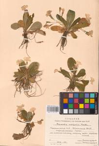 Первоцвет обыкновенный Huds., Кавказ, Абхазия (K4a) (Абхазия)