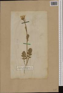 Raphanus raphanistrum subsp. landra (Moretti ex DC.) Bonnier & Layens, Западная Европа (EUR) (Германия)