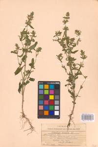 MHA 0 154 833, Чистец однолетний (L.) L., Восточная Европа, Центральный лесостепной район (E6) (Россия)