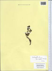 Норичник пестрый M.Bieb., Кавказ, Ставропольский край, Карачаево-Черкесия, Кабардино-Балкария (K1b) (Россия)