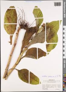 Латук дубравный L., Восточная Европа, Средневолжский район (E8) (Россия)