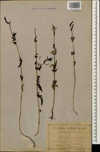 Rhinanthus serotinus var. vernalis (N. W. Zinger) Janch., Кавказ, Армения (K5) (Армения)