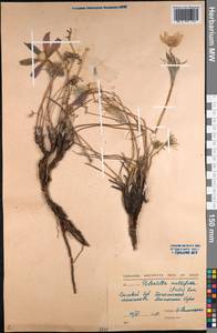 Прострел многораздельный (Pritz.) Zāmelis, Сибирь, Алтай и Саяны (S2) (Россия)