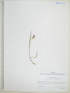 Щетинник зеленый (L.) P.Beauv., Сибирь, Дальний Восток (S6) (Россия)