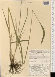 Campeiostachys dahurica (Turcz. ex Griseb.) B.R.Baum, J.L.Yang & C.Yen, Монголия (MONG) (Монголия)