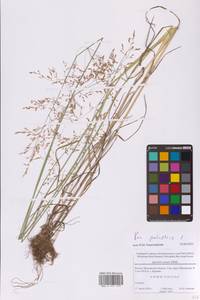 Мятлик болотный L., Восточная Европа, Московская область и Москва (E4a) (Россия)