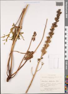 Борец бородатый Patrin ex Pers., Сибирь, Алтай и Саяны (S2) (Россия)