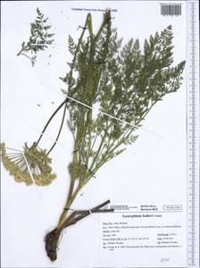 Laserpitium halleri Crantz, Западная Европа (EUR) (Италия)