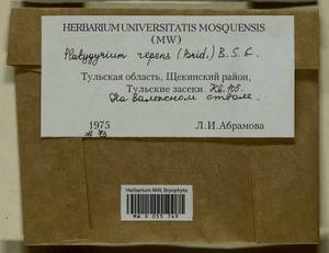 Platygyrium repens (Brid.) Schimp., Гербарий мохообразных, Мхи - Центральное Нечерноземье (B6) (Россия)