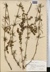 Подмаренник настоящий L., Средняя Азия и Казахстан, Северный и Центральный Тянь-Шань (M4) (Казахстан)