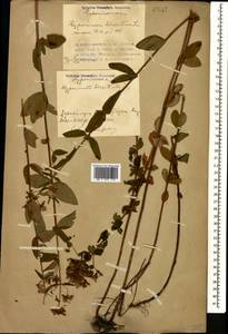 Зверобой волосистый, Зверобой жестковолосый L., Кавказ, Азербайджан (K6) (Азербайджан)