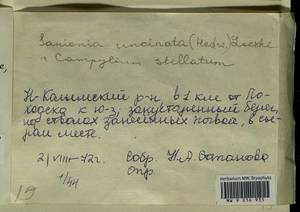 Campylium stellatum (Hedw.) Lange & C.E.O. Jensen, Гербарий мохообразных, Мхи - Якутия (B19) (Россия)
