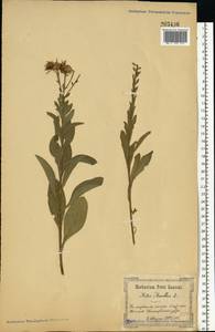 Астра ромашковая, Астра итальянская L., Восточная Европа, Южно-Украинский район (E12) (Украина)