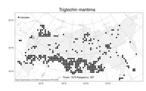 Triglochin maritima, Триостренник приморский L., Атлас флоры России (FLORUS) (Россия)