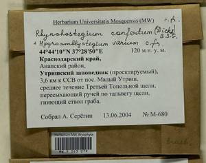Hygroamblystegium varium (Hedw.) Mönk., Гербарий мохообразных, Мхи - Северный Кавказ и Предкавказье (B12) (Россия)