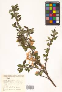 Яблоня, Восточная Европа, Нижневолжский район (E9) (Россия)