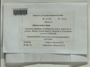 Mnium stellare Hedw., Гербарий мохообразных, Мхи - Красноярский край, Тыва и Хакасия (B17) (Россия)