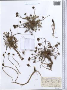 Шульция простертая Pimenov & Kljuykov, Средняя Азия и Казахстан, Северный и Центральный Тянь-Шань (M4) (Киргизия)